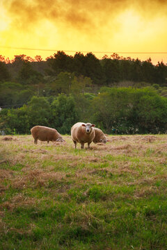 Ovelha posando para retrato