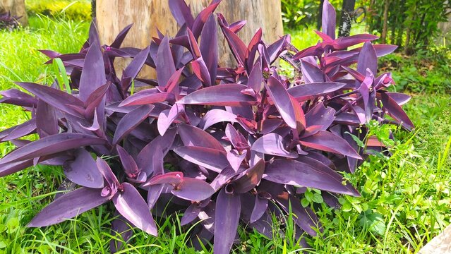 Tradescantia pallida Purple Heart plant, vibrant close-up contrasting beautifully.