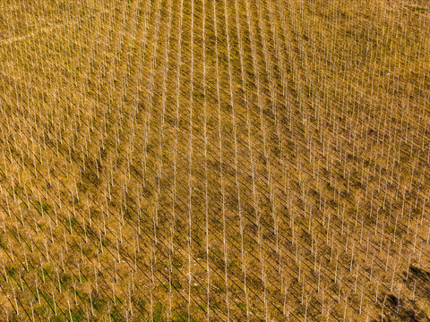 Aerial view of neatly planted rows of young poplar trees in a geometric pattern within Parco Fluviale del Po in Trino, Piedmont, Italy.