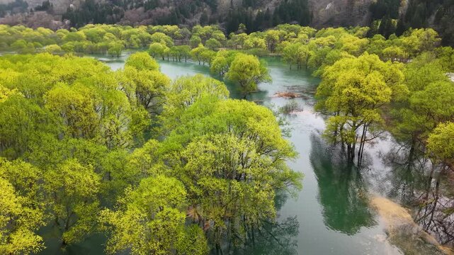 白川湖の水没林を低空で撮影しました