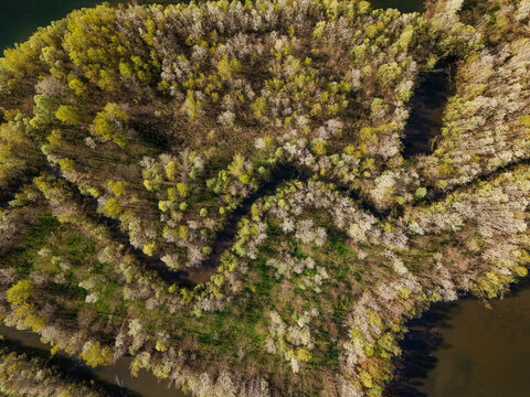 Aerial view of the lush vegetation and winding river of Parco Fluviale del Po with dense spring foliage and dark water Trino, Piedmont, Italy.