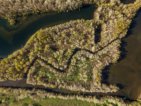 Aerial view of the winding river channels and dense spring forest of Parco Fluviale del Po in Trino, Piedmont, Italy.