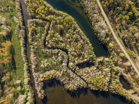 Aerial view of the winding Po River surrounded by dense green forests and a narrow road in Parco Fluviale del Po Trino, Piedmont, Italy.