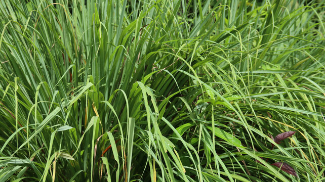 Serai. Lemongrass are commonly cultivated as culinary and medicinal herbs because of their scent.