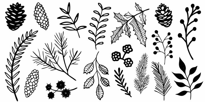 Botanical illustrations of various leaves pinecones and floral elements