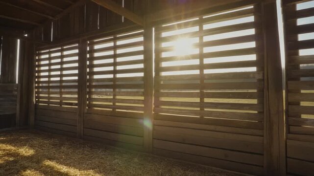 Sunlight streams through the weathered wooden slats of a rustic barn, creating a warm and inviting atmosphere