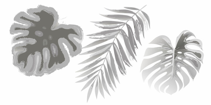 Monstera leaves illustration in grayscale with artistic brushstroke details
