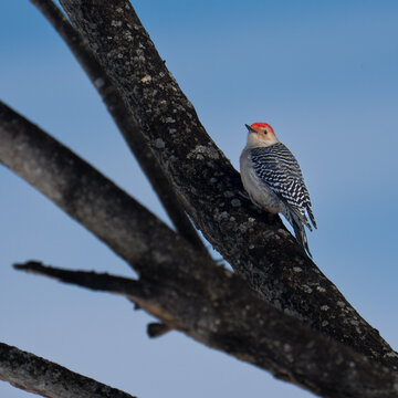 A sapsucker