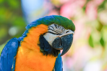 Fototapeta premium Close up head the blue macaw parrot bird in garden