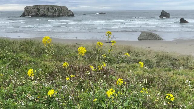 Field mustard, brassica rapa, growing on the coast of Oregon in Bandon.