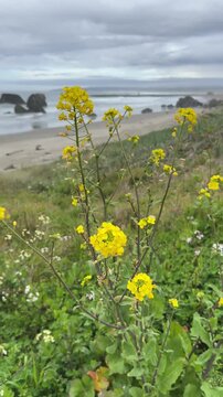 Field mustard, brassica rapa, growing on the coast of Oregon in Bandon.