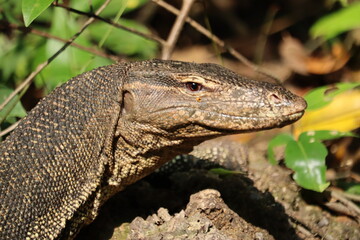 Fototapeta premium Asian water monitor close up (2025, Singapore)