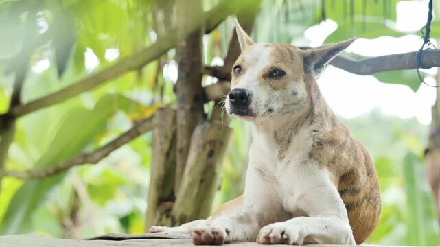 Relaxed village dog showing teeth, yawning under tropical foliage daylight
