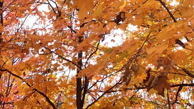 Peaceful autumn forest video in horizontal format, vibrant leaves and tall trees illuminated by warm light, emphasizing calm and nature immersion.