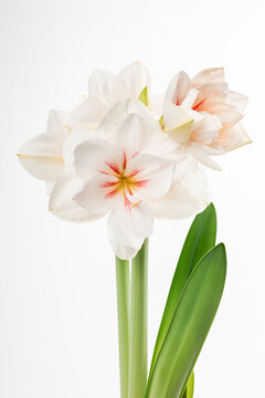 white amaryllis flower isolated on white