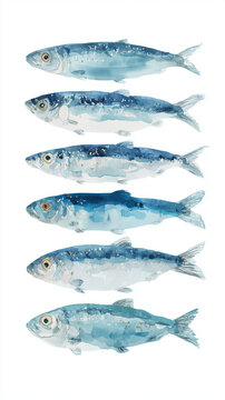 sardines, watercolor
