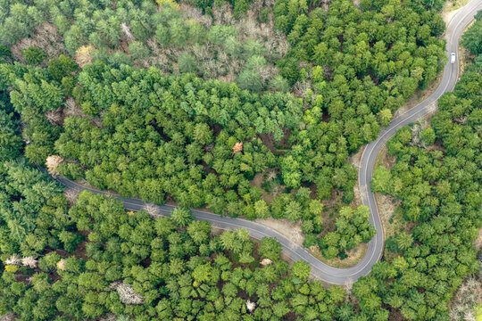 Aerial view of a winding asphalt road snaking through the dense Vallombrosa forest with a single white car driving along the curves Vallombrosa, Tuscany, Italy.