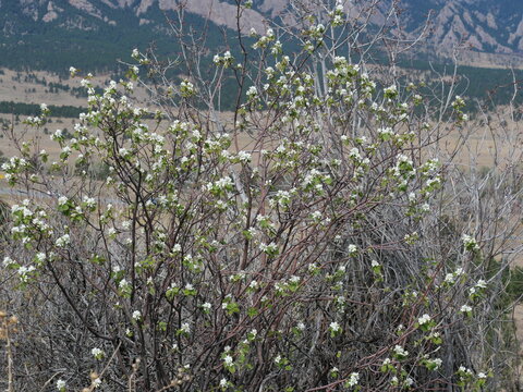 Serviceberry (Amelanchier spp.) White Spring Blossoms on Hillside in Boulder Colorado