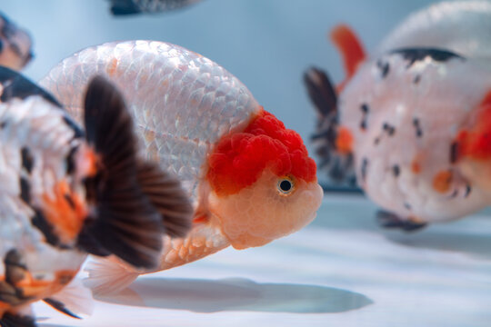 Ornamental Ranchu Goldfish Close Up in Aquarium