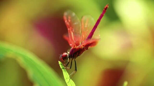 A close-up of a red dragonfly perched on a vibrant green leaf, showcasing its delicate wings and intricate body against a soft, blurred background of natural hues.