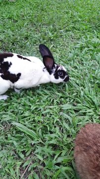 Cute Spotted Dalmatian Rex Rabbit eating grass, Broken Pattern Bunny in Garden, Vertical Video