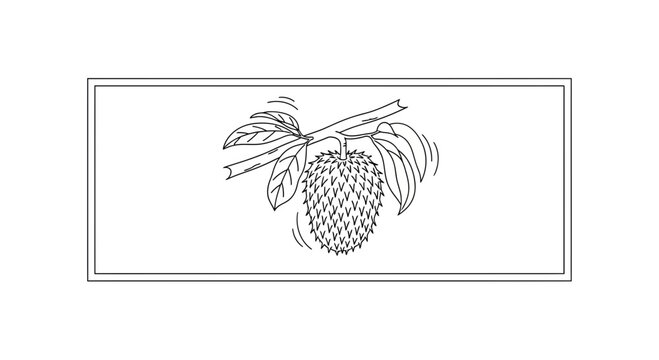 Soursop Fruit Hanging on Branch with Leaves, Line Art Illustration