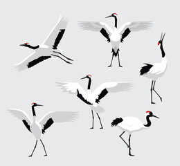 Fototapeta premium Red-Crowned Crane Bird Exotic Various Poses Cartoon Vector Character
