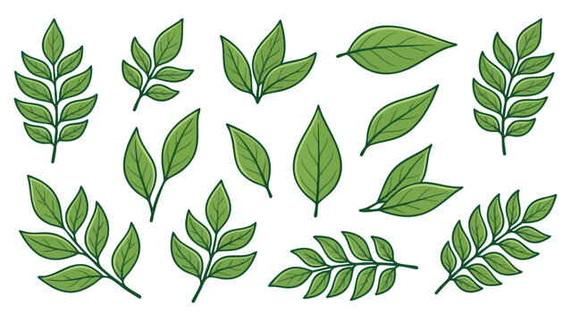Curry Leaves Hand Drawn Botanical Leaf Collection Illustration Set