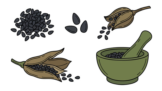 Hand Drawn Nigella Seeds (Black Cumin) and Seed Pods Illustration Set