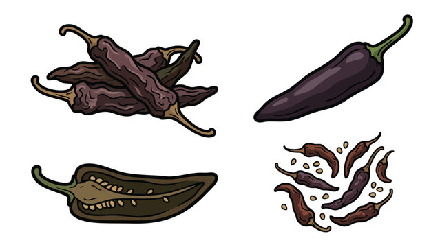 Hand Drawn Pasilla Pepper and Dried Chili Illustration Set