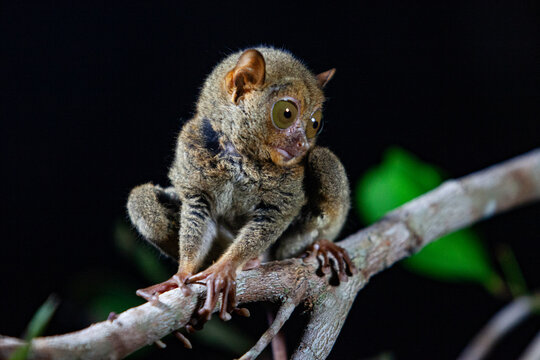 Tarsius