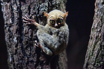 Obraz premium Tarsius