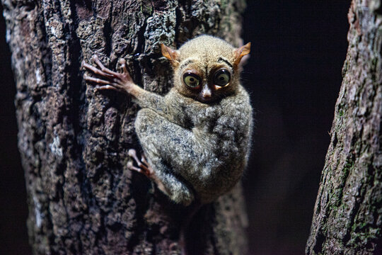 Tarsius