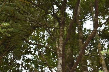 Fototapeta premium Bird perched on top of a tree