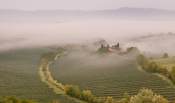 Aerial view of a traditional farmhouse and lush vineyards enveloped in morning mist in the Valdarno valley Treggiaia, Tuscany, Italy.