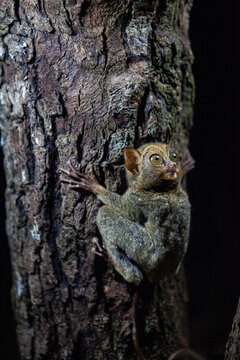 Tarsius