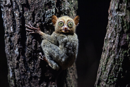 Tarsius