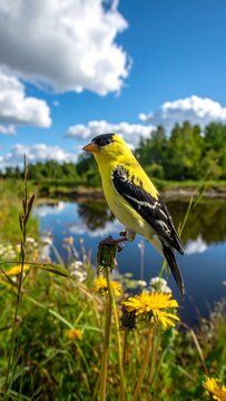 Yellow finch sits atop a dandelion in a lush meadow near calm water, sunny day