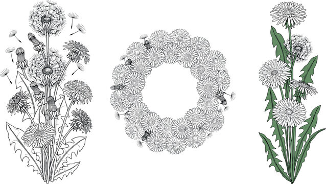 Hand drawn dandelion botanical set featuring blooming flowers, seed heads, wreath composition and green leaves isolated on white background