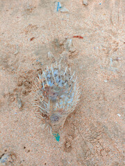 pufferfish that are dry or dead © Hani