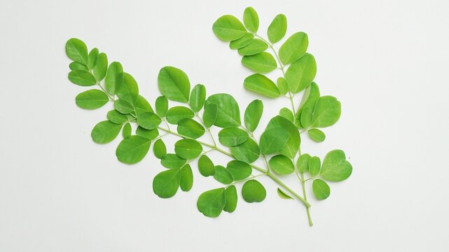 branch of green moringa leaves (daun kelor) on white background