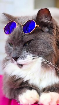 Gray cat with blue mirrored shades sitting upright on magenta seat, attentive gaze, polished round frames, reflective glare, boutique mood, fashion mascot energy, ideal for lifestyle advertising