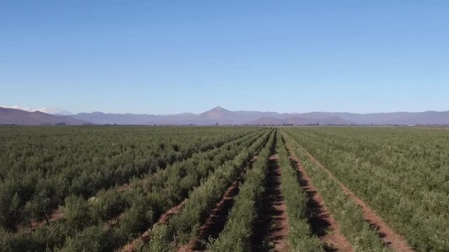 Vast olive grove stretching towards the horizon under a clear blue sky, with rows of trees cultivated for extra virgin olive oil production in a sunny agricultural landscape with mountains