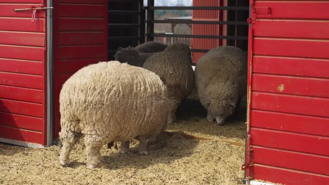 Three sheep seen from behind entering or standing in red wooden barn doorway with straw floor
