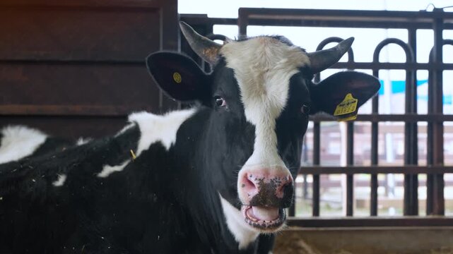 Black and white Holstein dairy cow chews cud and looks at camera inside stable at Anseong Farmland