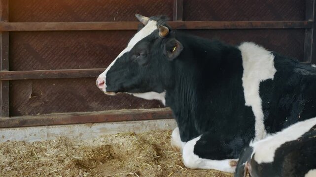 Black and white Holstein cow resting and chewing cud in indoor stable at Anseong Farmland