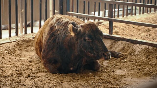 Brown striped hanwoo cow resting peacefully on dirt ground inside indoor pen at Anseong Farmland during spring