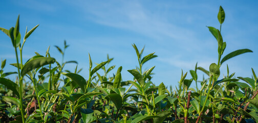 Naklejka premium Green tea leaf nature background, leaves trees perspective view.