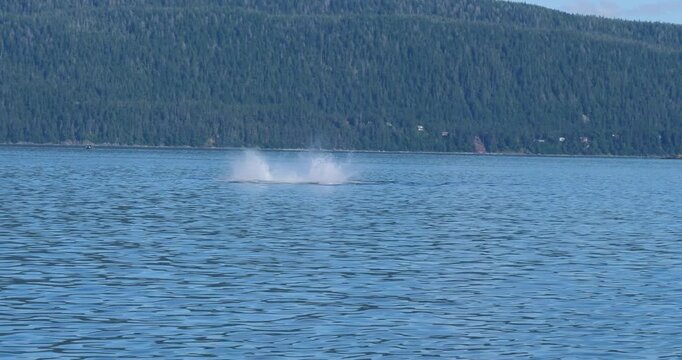 Humpback whale splashing the water with its tail. Whale Watching in Juneau, Alaska