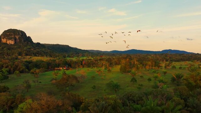 Group of parrots flying above the Amazon rainforest at sunset, with colorful wings silhouetted against the sky and warm light over the tropical forest canopy.